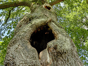 Blick von unten an einem Baum hoch, der eine breite Krone und eine große Höhle im Stamm besitzt.
