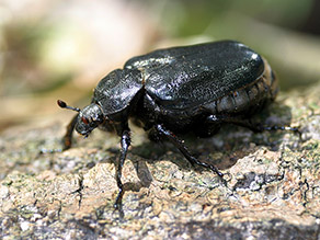 Ein schwarzer Käfer sitzt auf der Rinde eines liegenden Baumstamms.