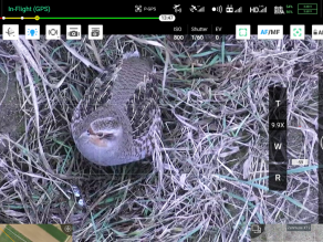 Screenshot des Drohnendisplay. Ein graubraunes Rebhuhn sitzt in einer Ackerbrache.