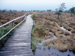 Ein Holzweg mit Geländer verläuft durch ein Moor.